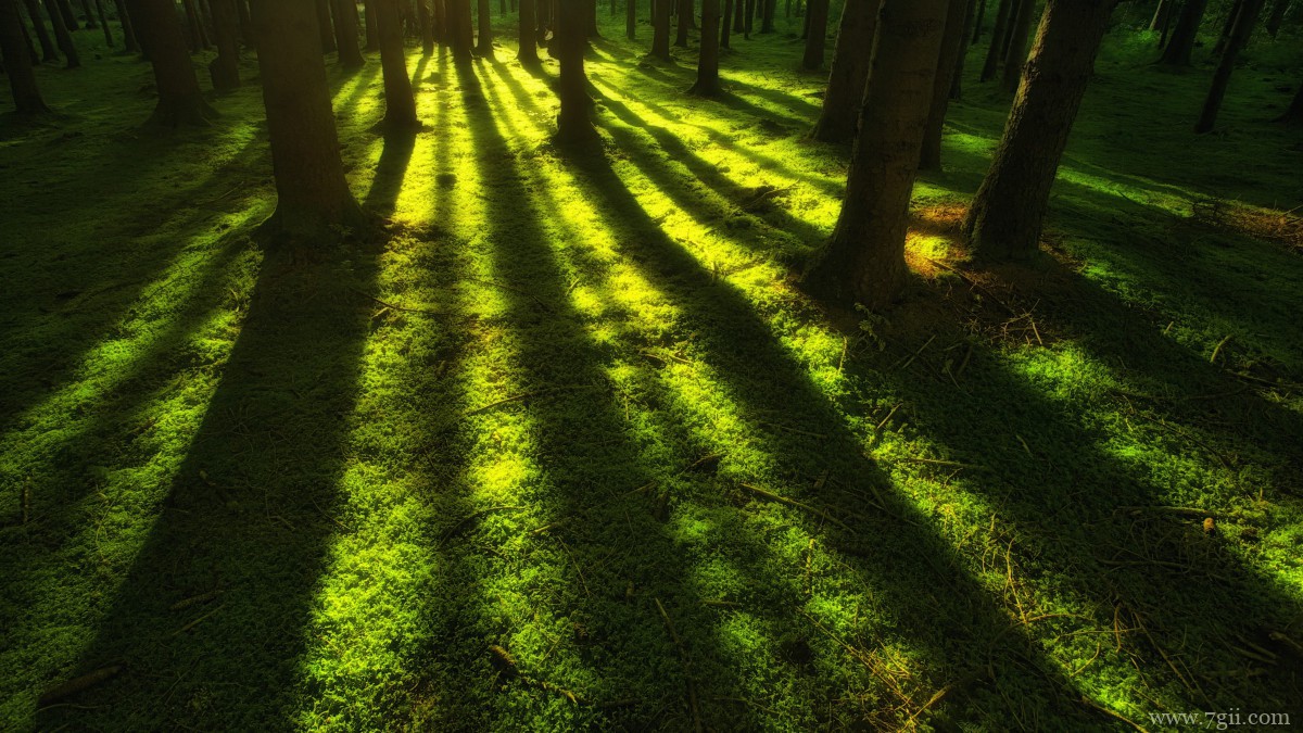 森林里绿色丛生的苔藓图片