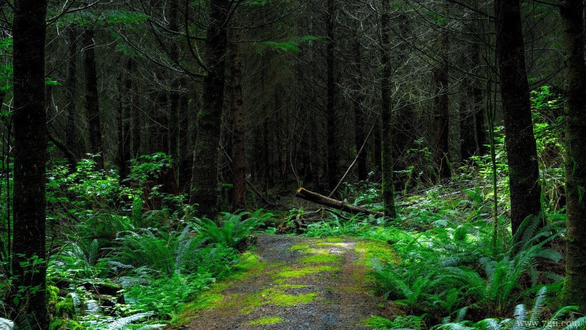 森林里绿色丛生的苔藓图片