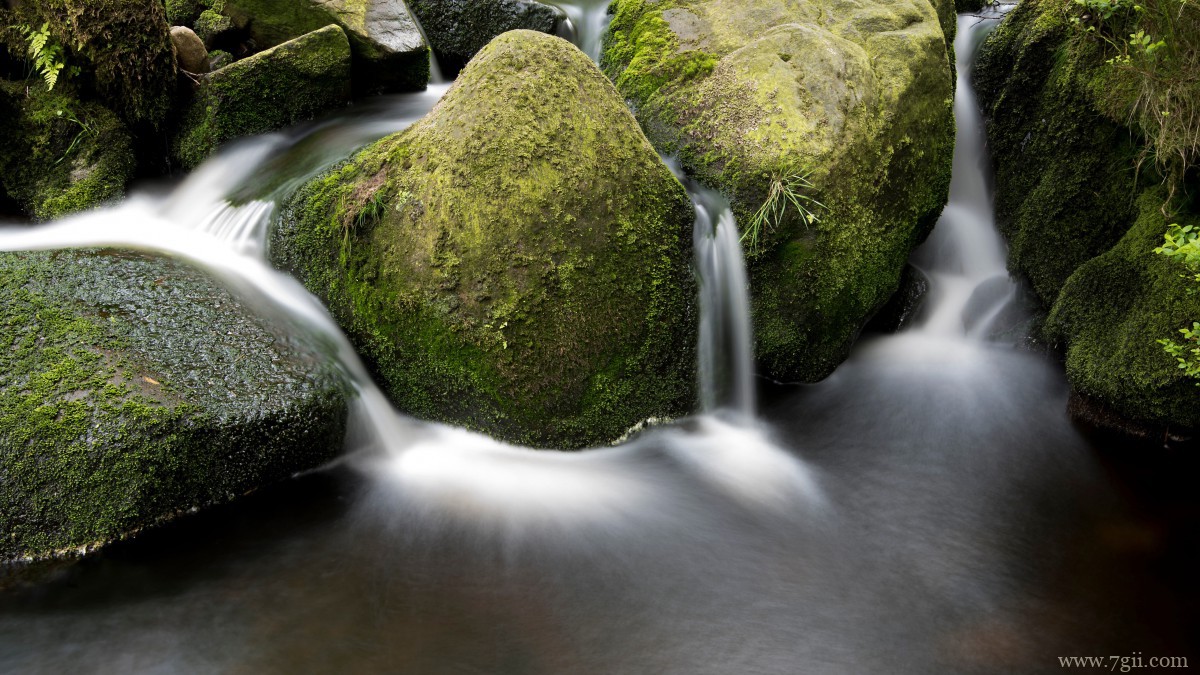森林里绿色丛生的苔藓图片