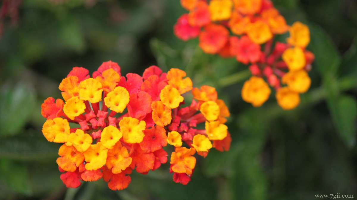 马缨丹图片大全