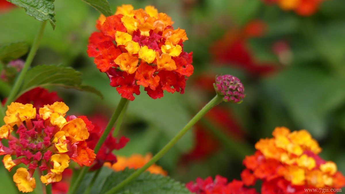 马缨丹图片大全