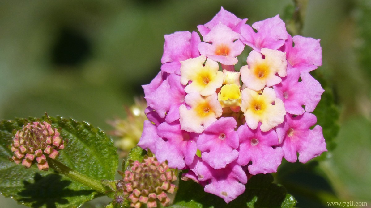 马缨丹图片大全