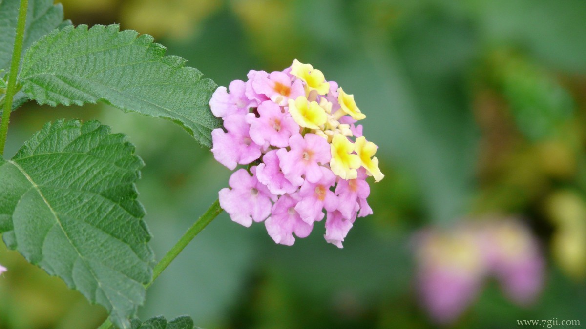 马缨丹图片大全