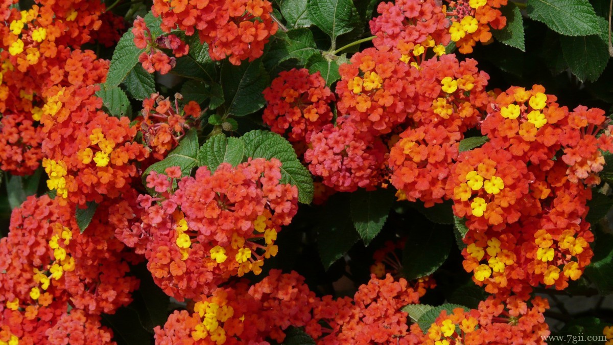 马缨丹图片大全