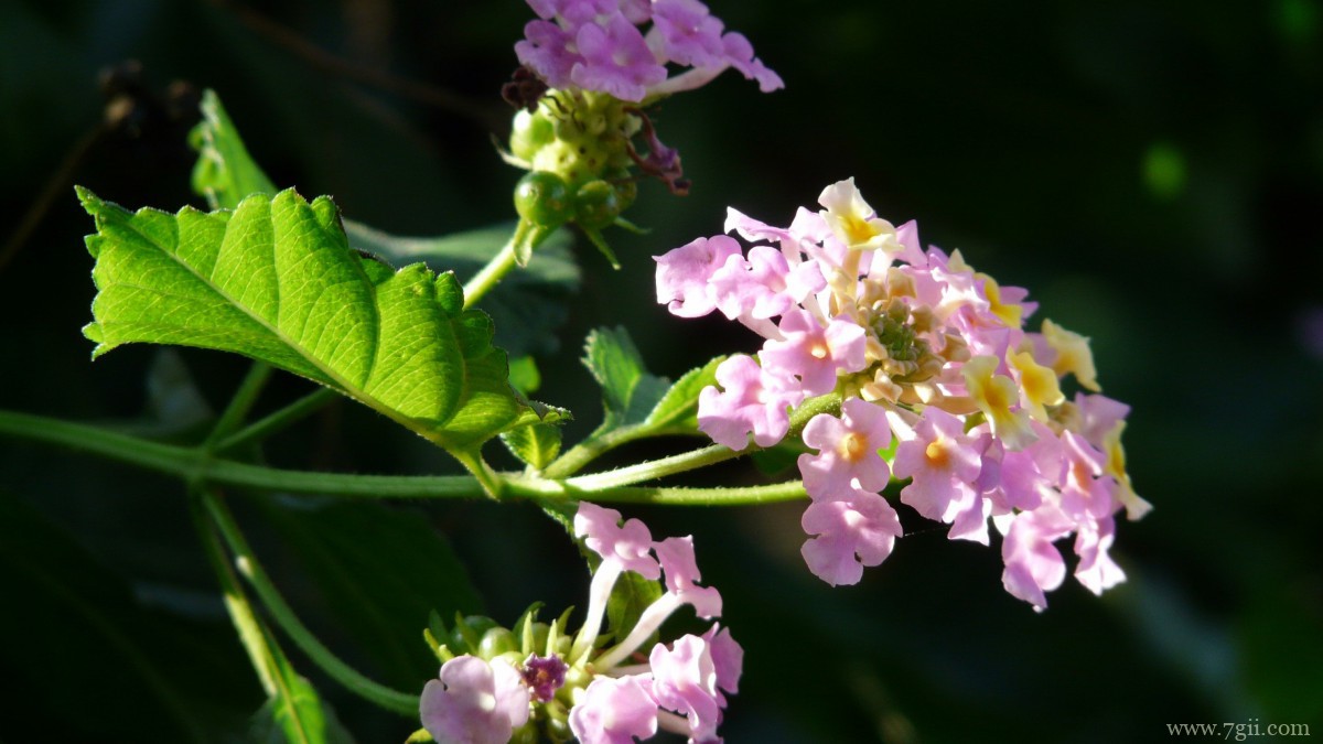马缨丹图片大全