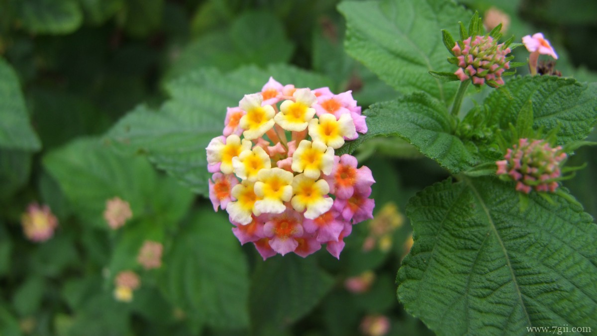 马缨丹图片大全