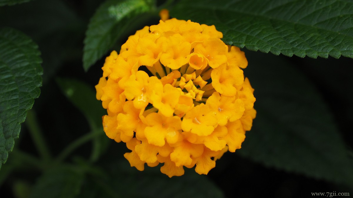 马缨丹图片大全