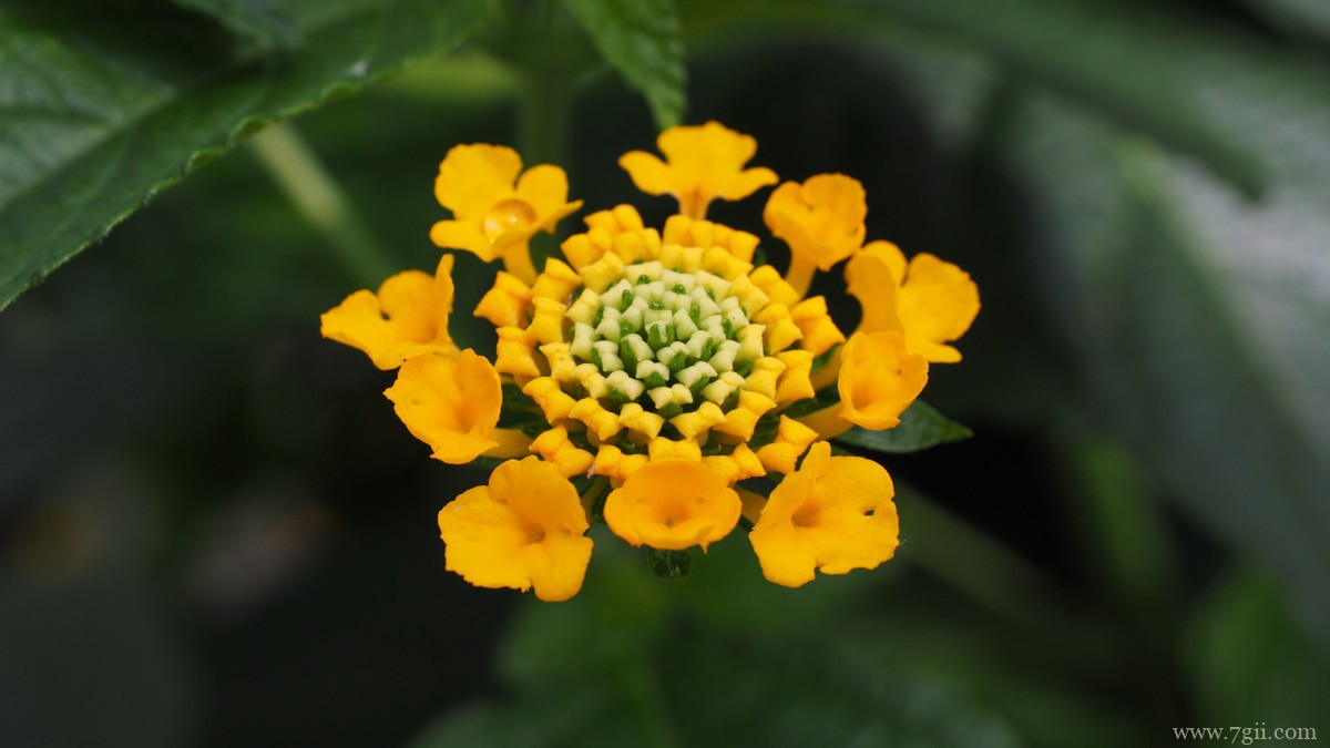 马缨丹图片大全