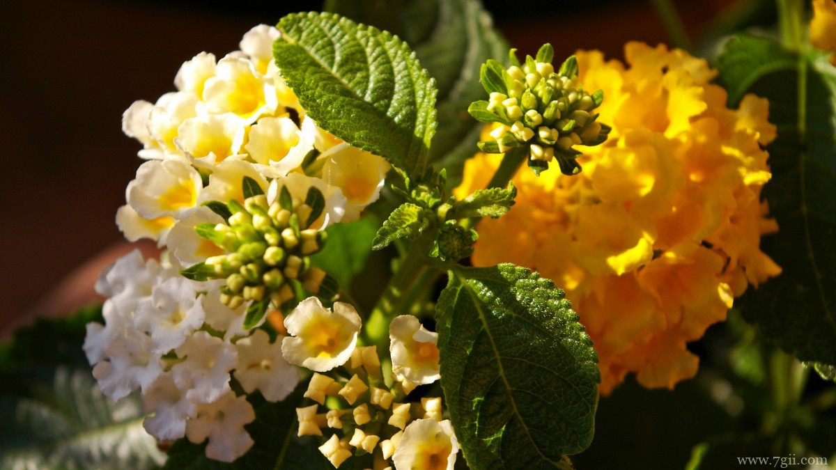 马缨丹图片大全