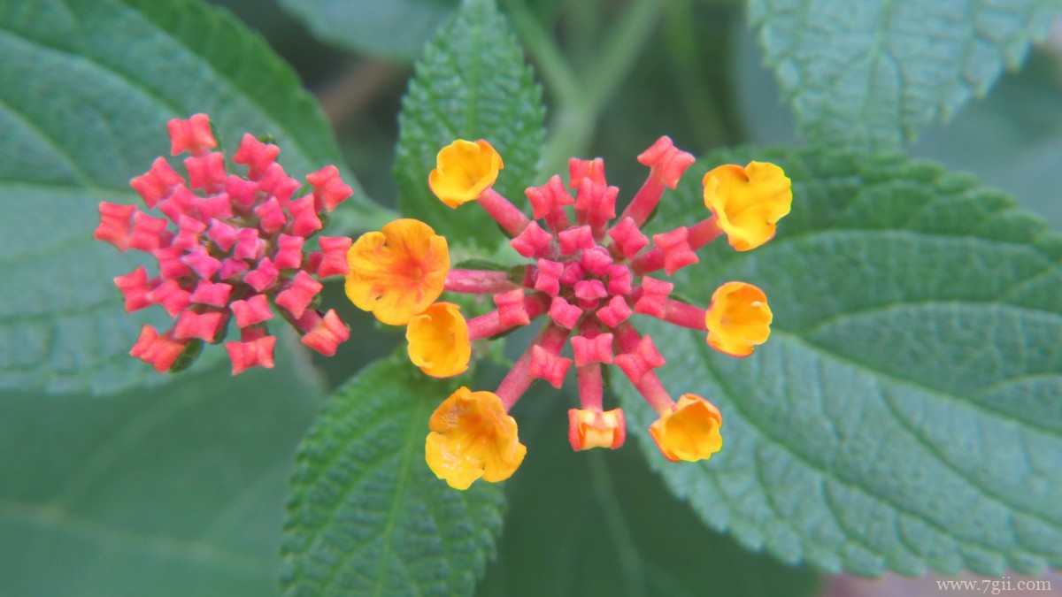 马缨丹图片大全