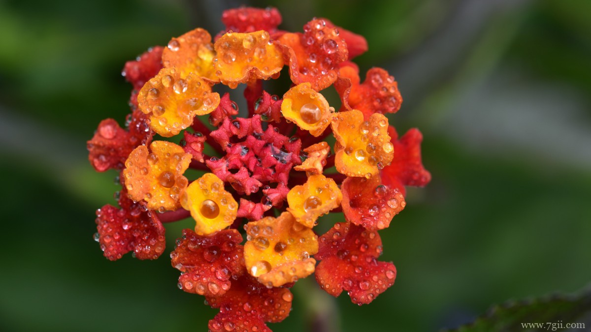 马缨丹图片大全