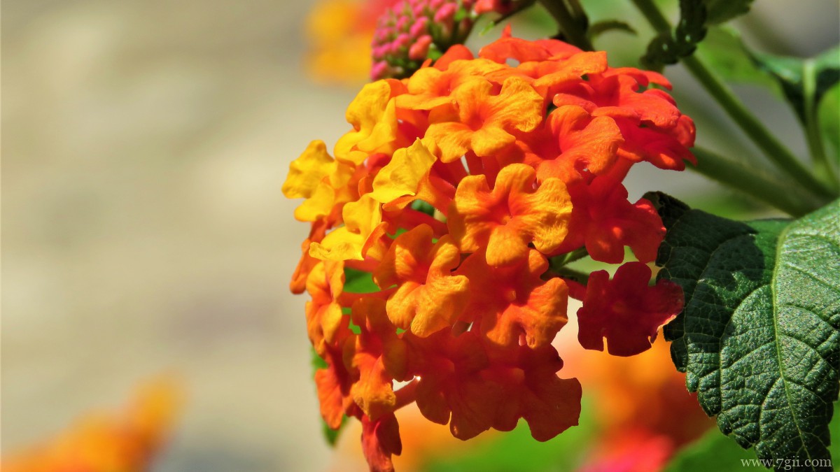 马缨丹图片大全