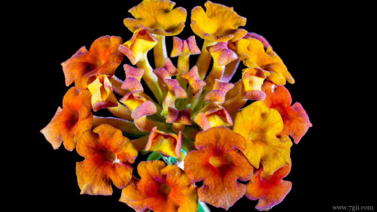 色彩丰富的马樱丹图片