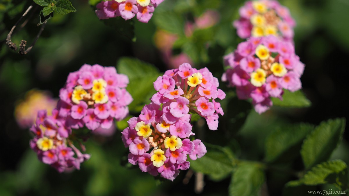 色彩丰富的马樱丹图片