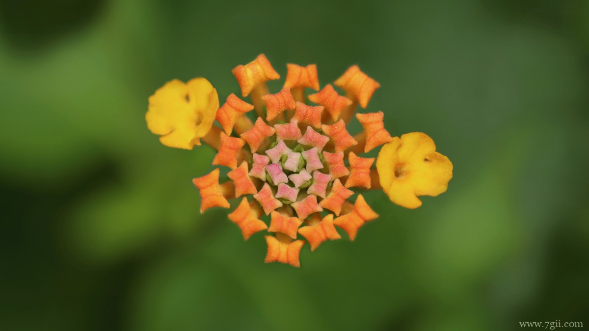 色彩丰富的马樱丹图片