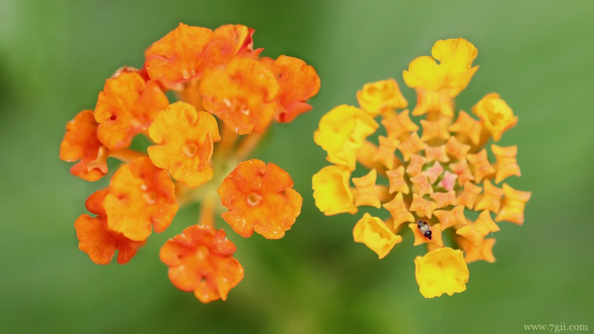 色彩丰富的马樱丹图片