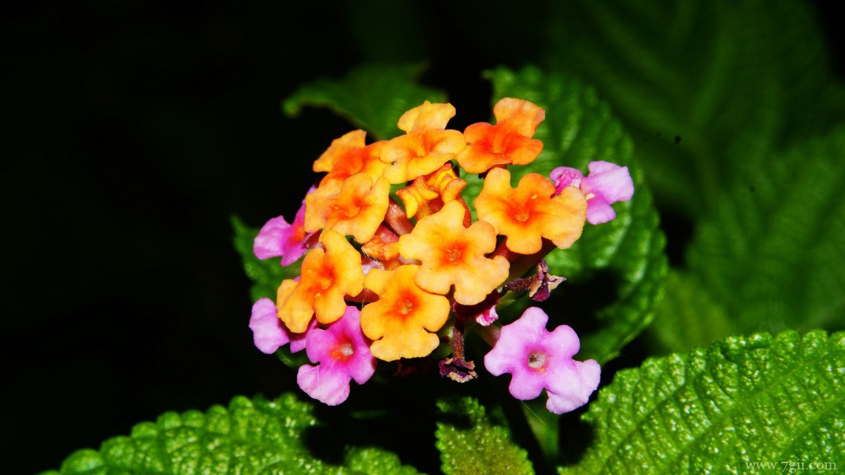 色彩丰富的马樱丹图片