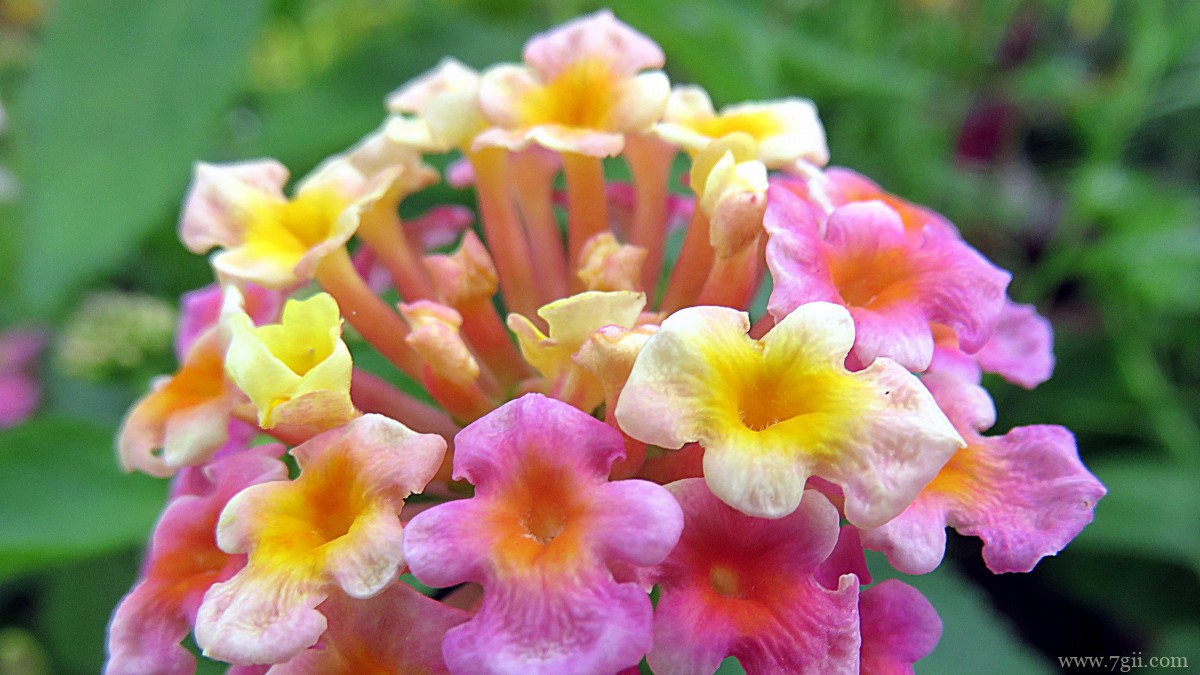 色彩丰富的马樱丹图片