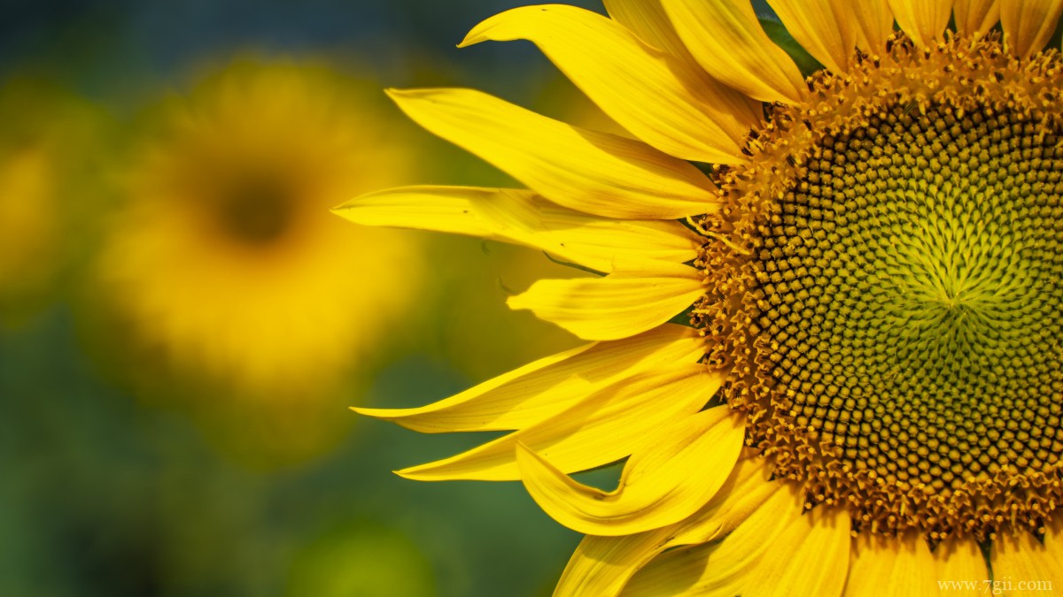 金色的向日葵图片