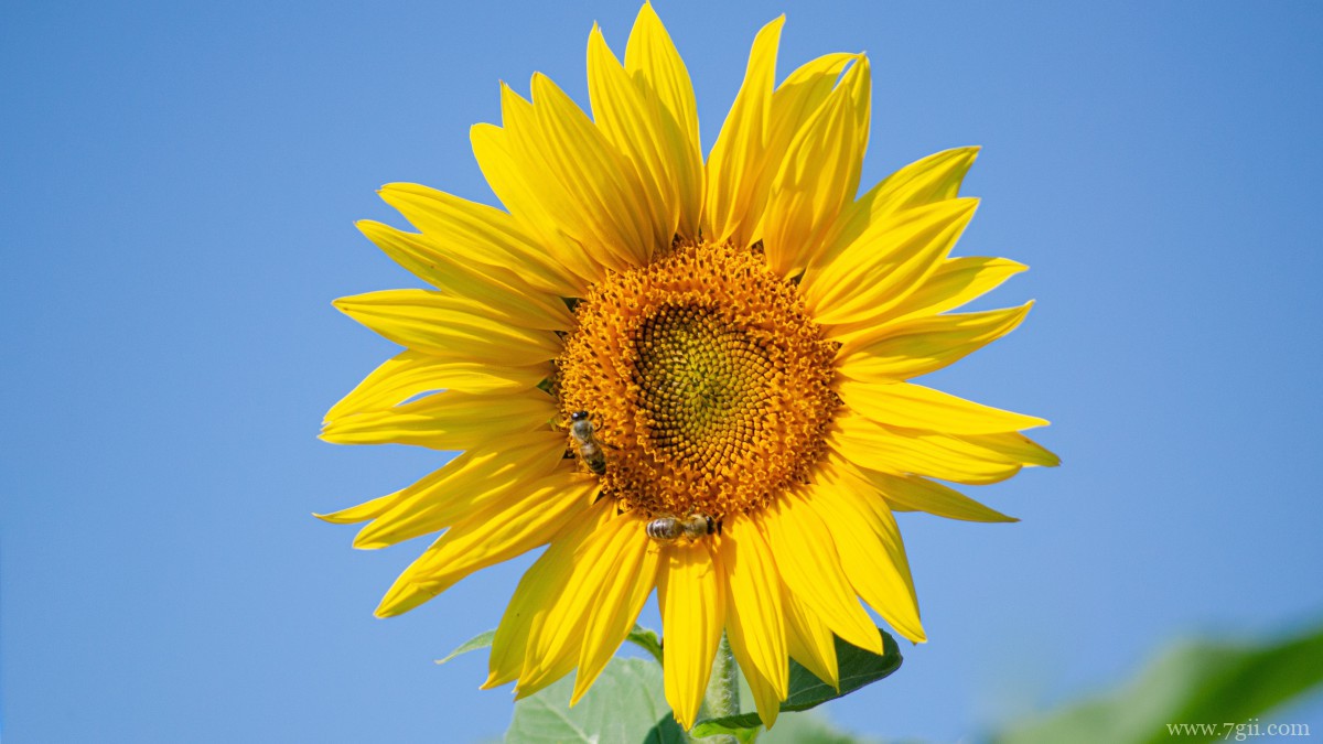 金色的向日葵图片