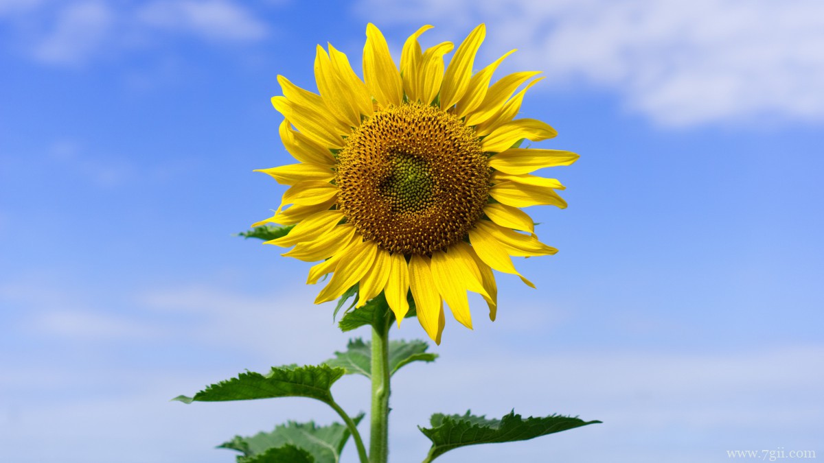 金色的向日葵图片