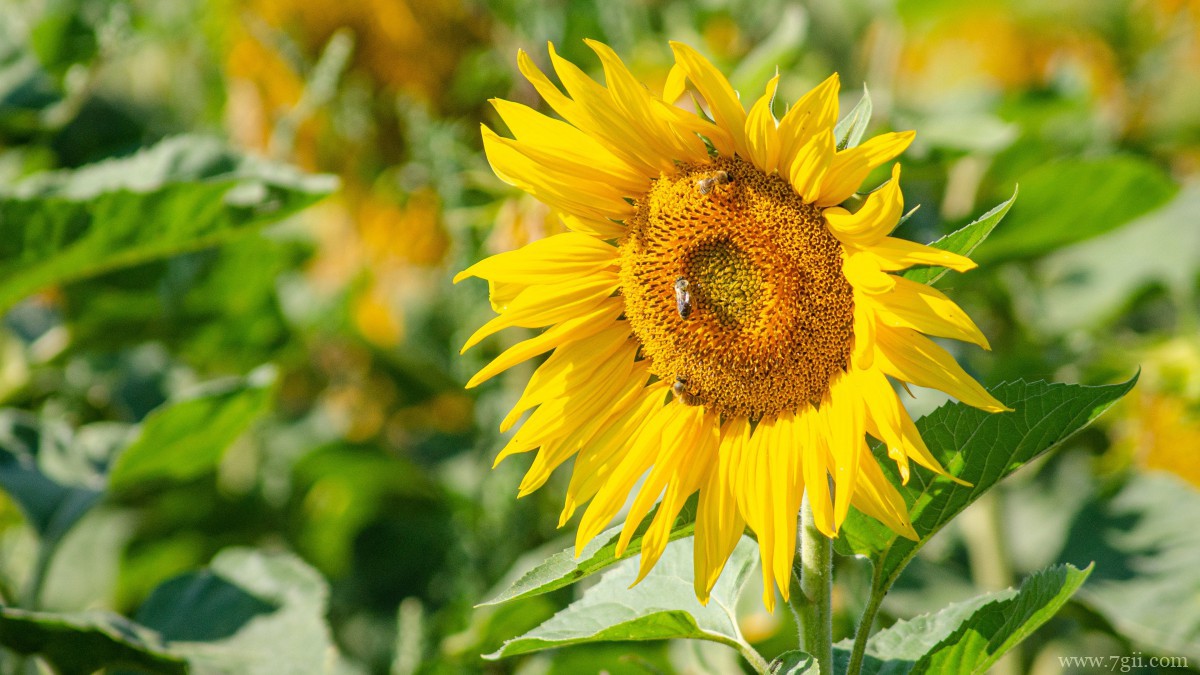 金色的向日葵图片
