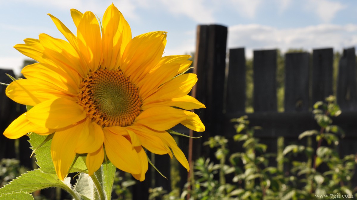 金色的向日葵图片