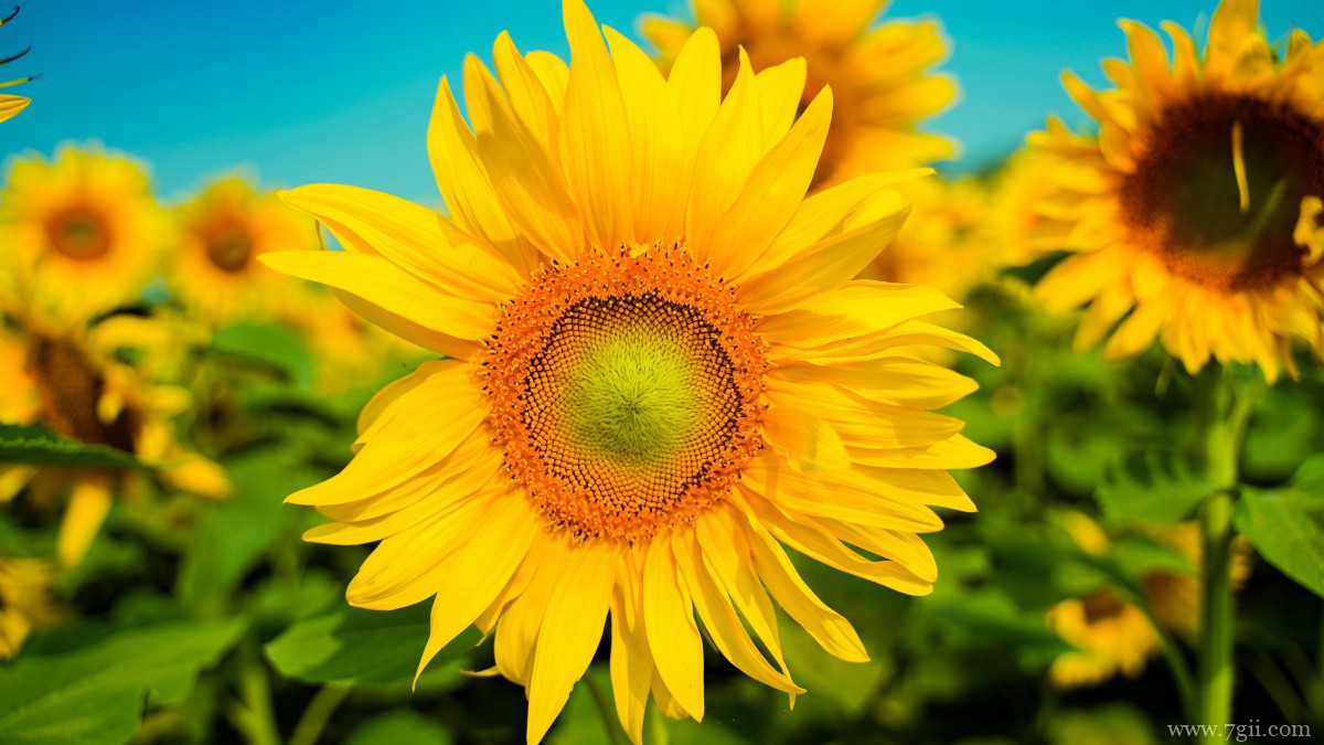 金色的向日葵图片