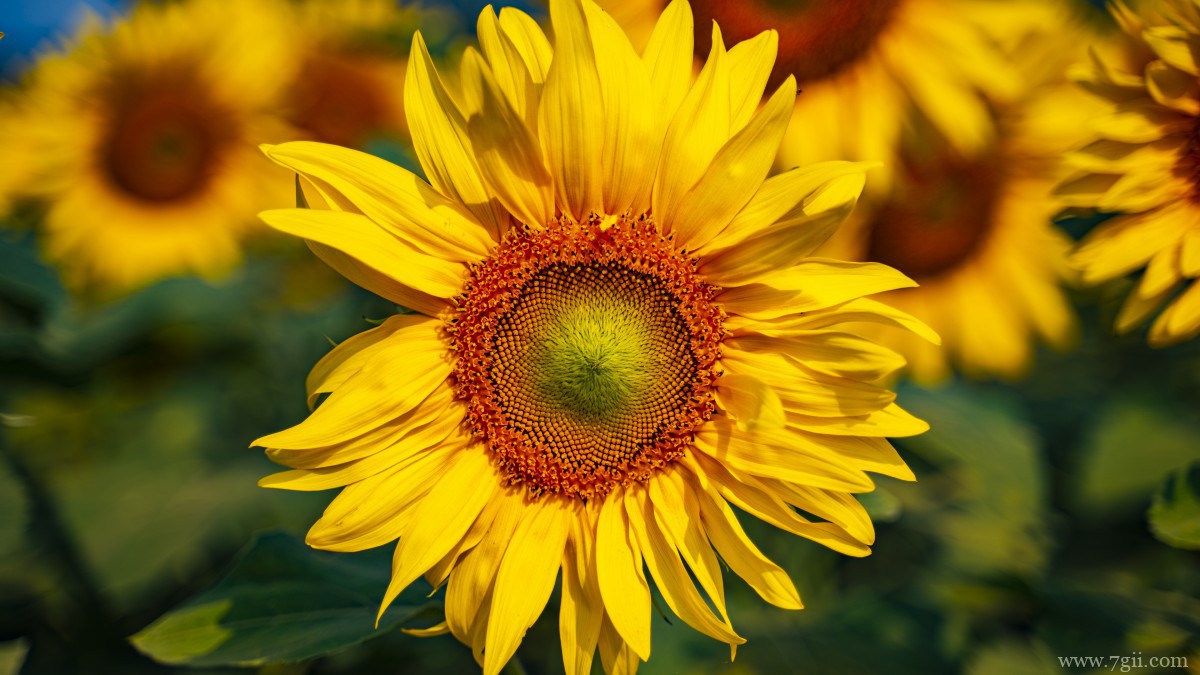 金色的向日葵图片