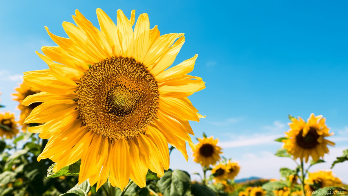 金色的向日葵图片