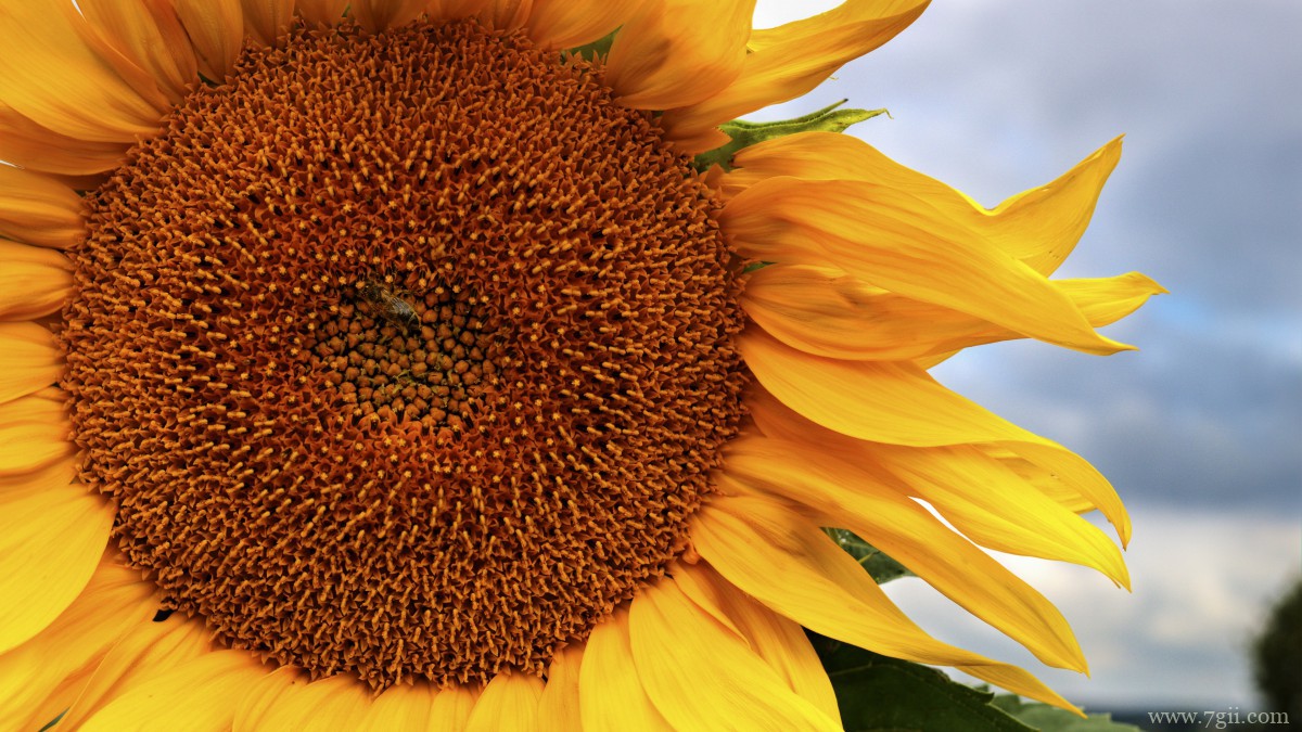 金色的向日葵图片