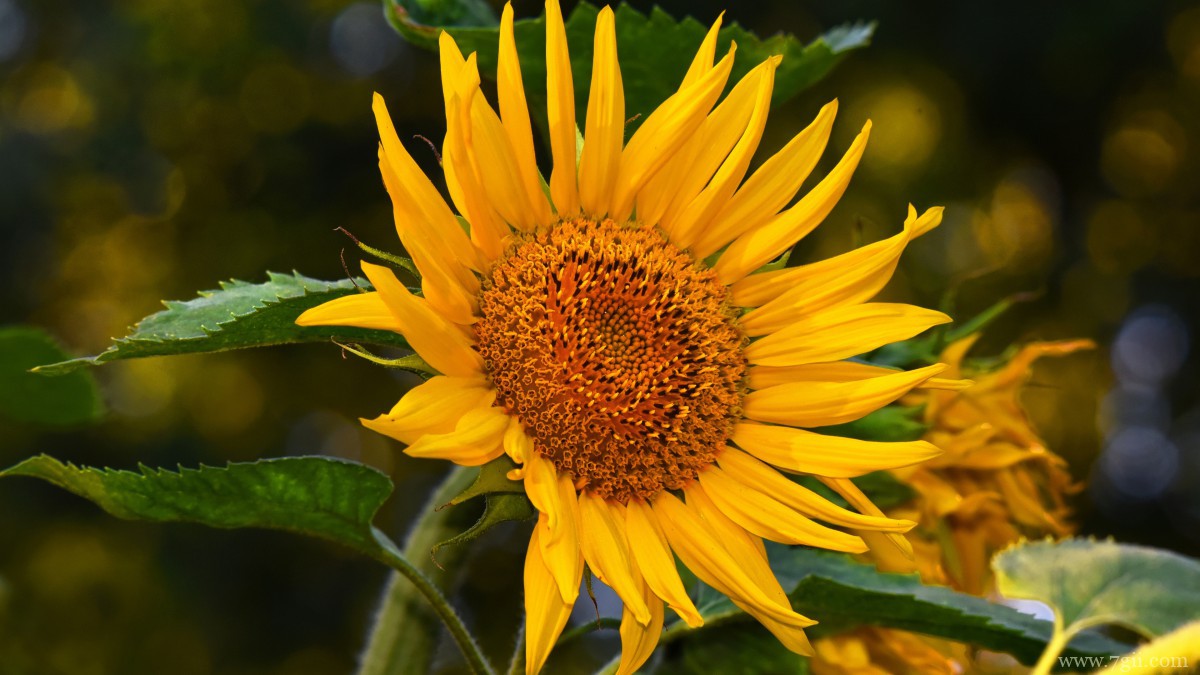 金色的向日葵图片