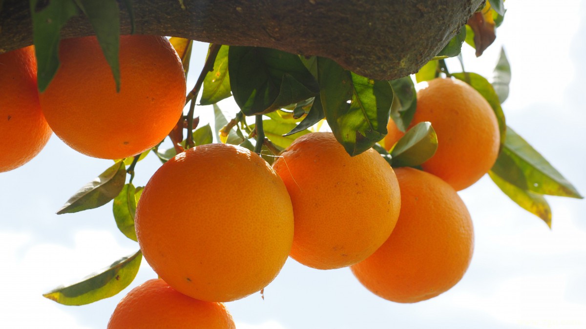 枝头上的橘子图片