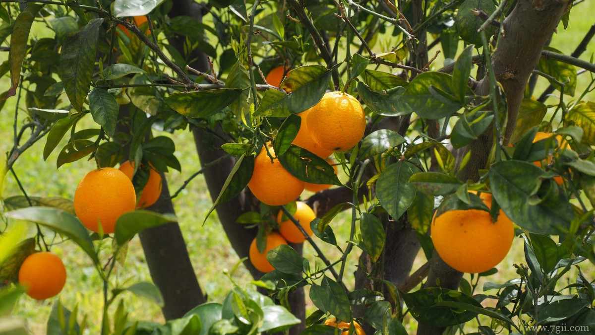 枝头上的橘子图片