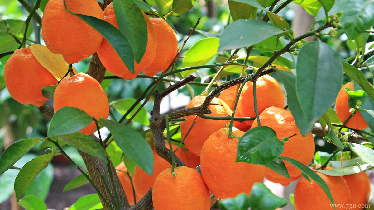 枝头上的橘子图片