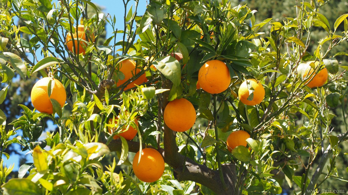枝头上的橘子图片