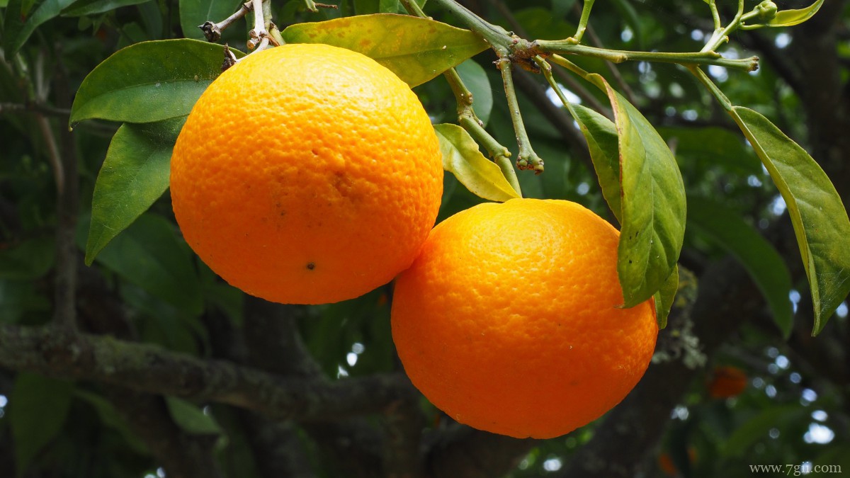枝头上的橘子图片