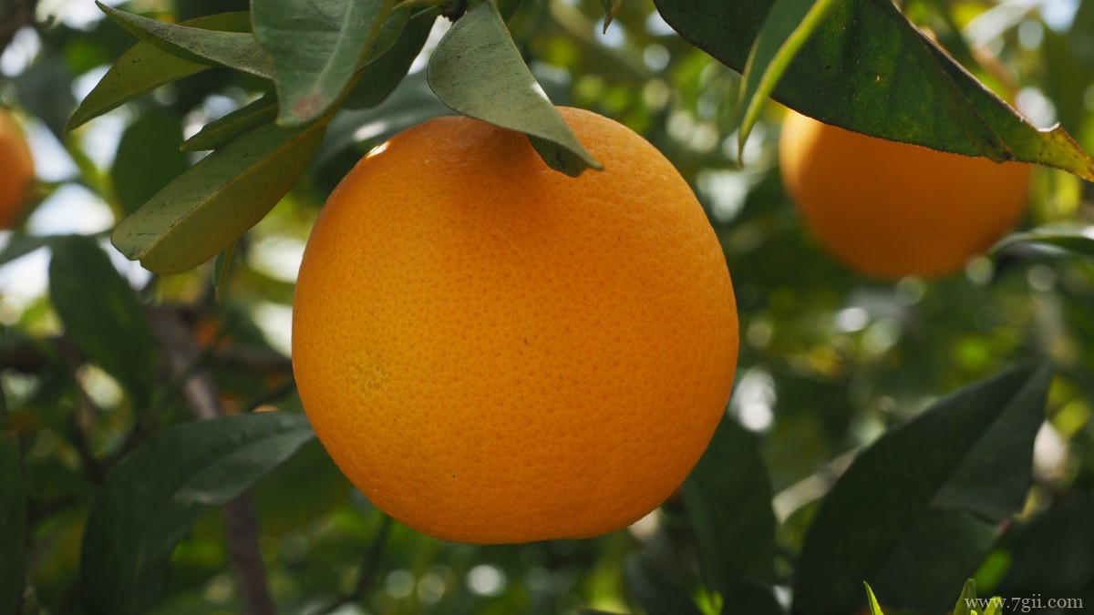 枝头上的橘子图片