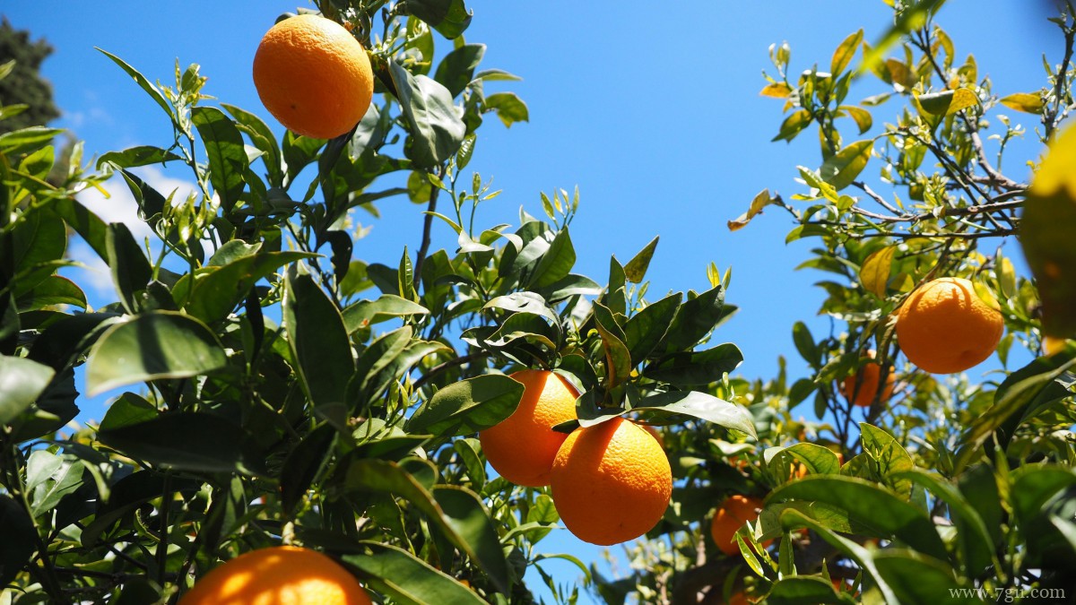 枝头上的橘子图片