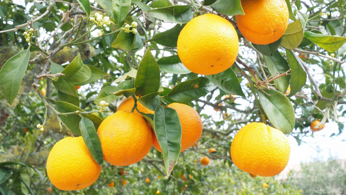 枝头上的橘子图片