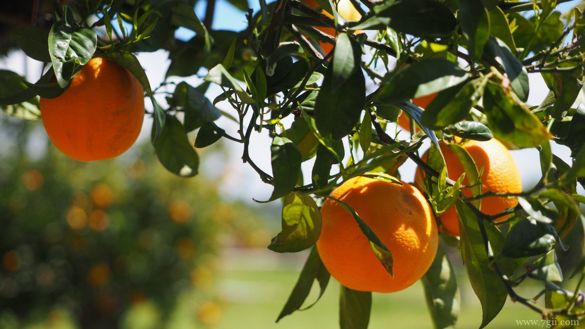 枝头上的橘子图片