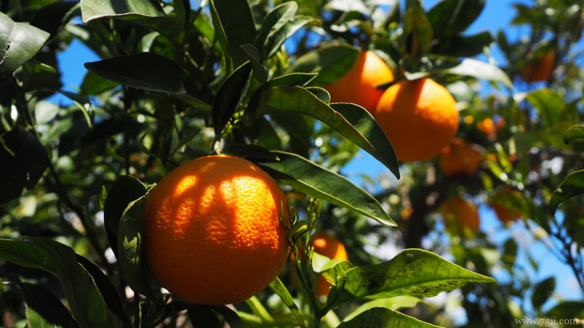 枝头上的橘子图片