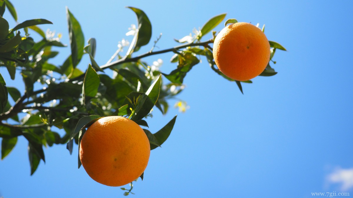 枝头上的橘子图片