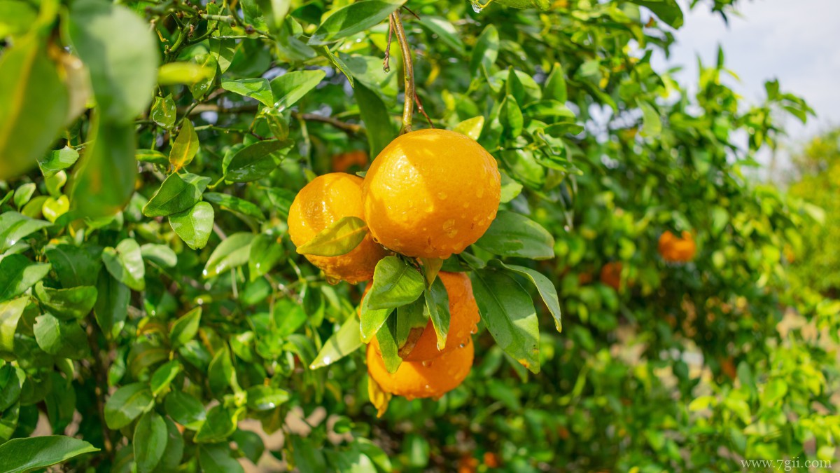 枝头上的橘子图片