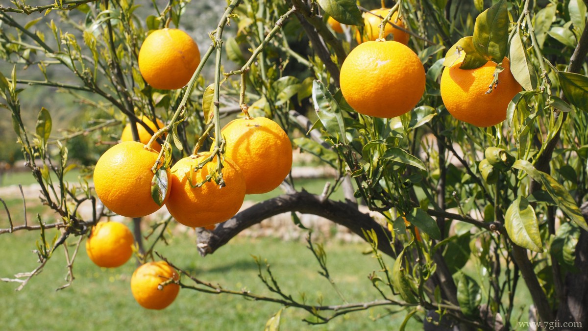 枝头上的橘子图片