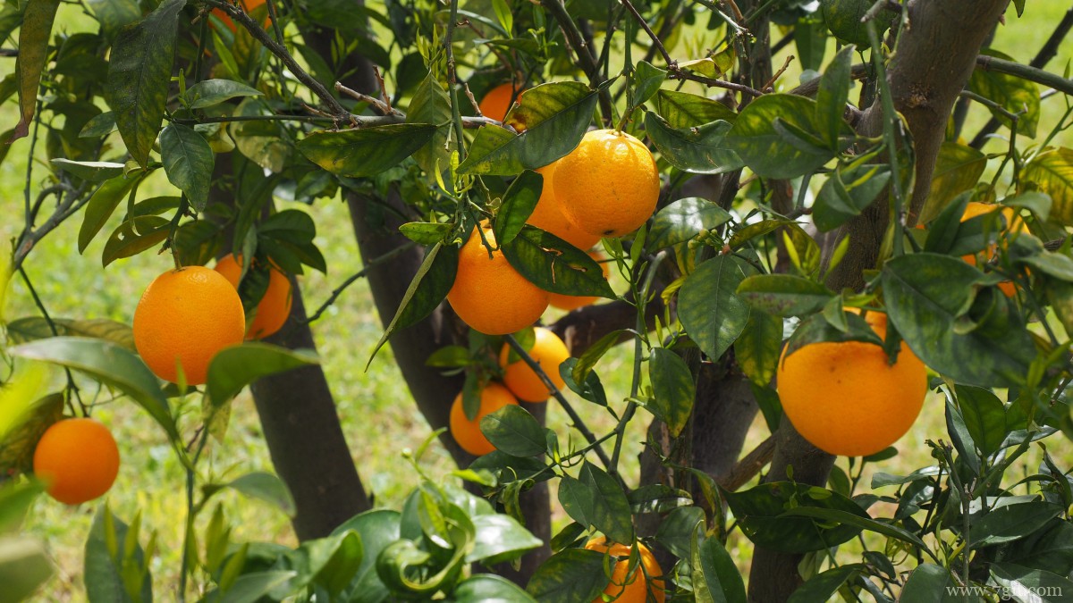 枝头上的橘子图片