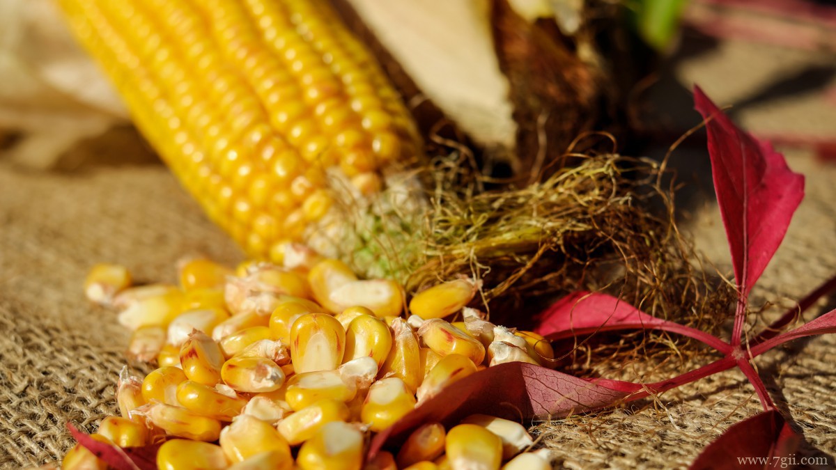 高清玉米图片大全