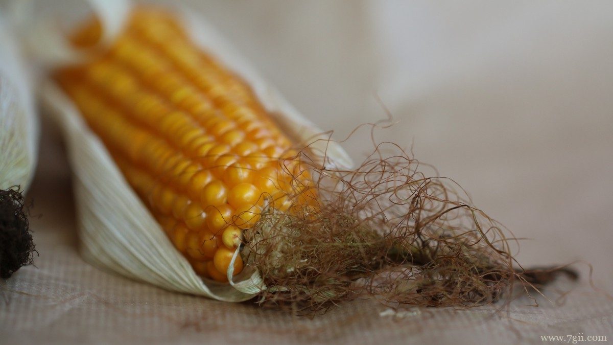 高清玉米图片大全