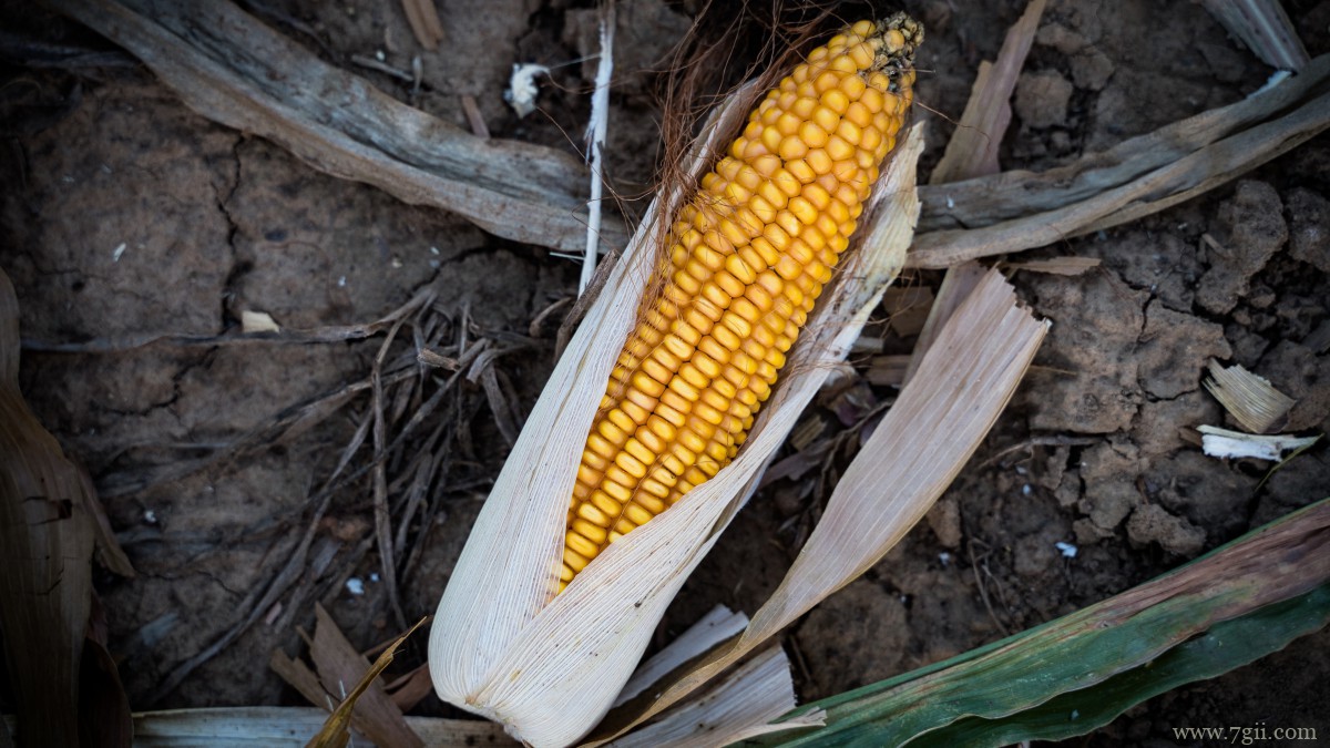 高清玉米图片大全