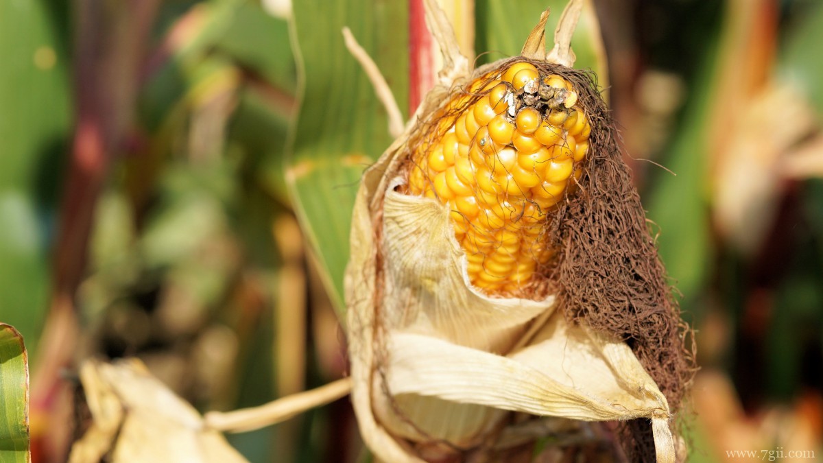 高清玉米图片大全